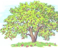 Nessuna forza si vede. Però si vede quello che fa la forza. Puoi vedere una mela che cade da un albero. La mela viene tirata giù dalla forza di gravità.