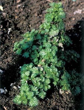 Chenopodium album (Farinello