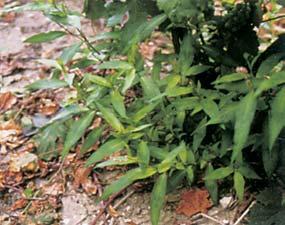 Convolvulus arvensis (Villucchio).