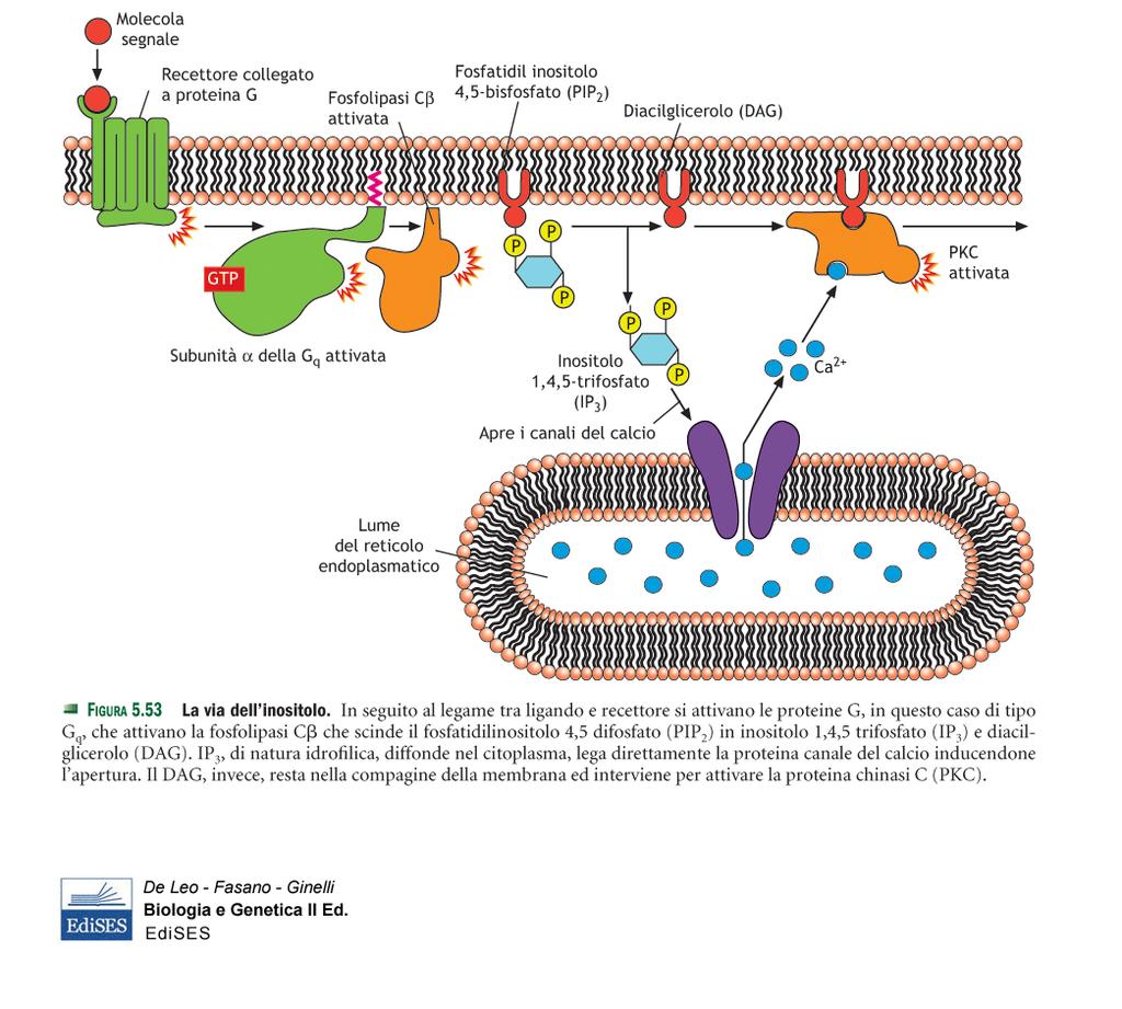 Il recettore attiva una proteina G q che a sua volta attiva la fosfolipasi Cβ (proteina periferica) che genera l inositolo trifosfato (IP 3 ) ed il diacilglicerolo (DAG).