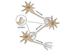 appropriate (sinapsi) tra i neuroni nel