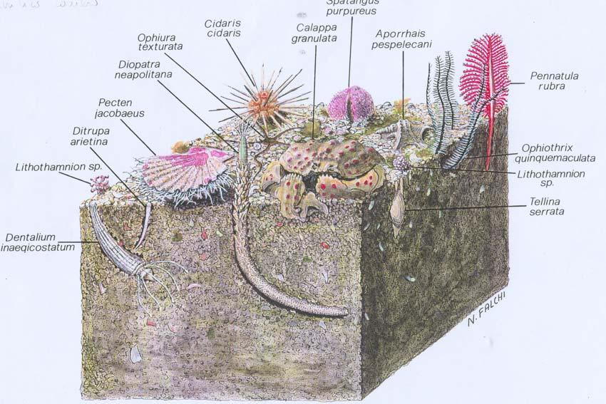 Introduzione alle BIOCENOSI BENTONICHE INSEGNAMENTO DI