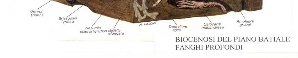 Faciès dei fanghi compatti a Isidella elongata 3.