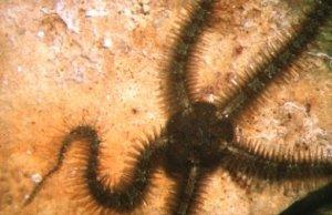 Foto 48: Amphiura filiformis, (Ofiuroideo), disco e braccia di colore marrone scuro, comuni i
