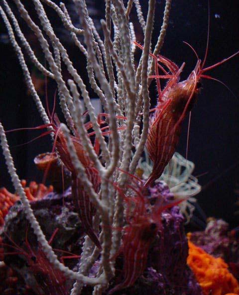 Alcyonum coralloides (Antozoo) colonie membranose che