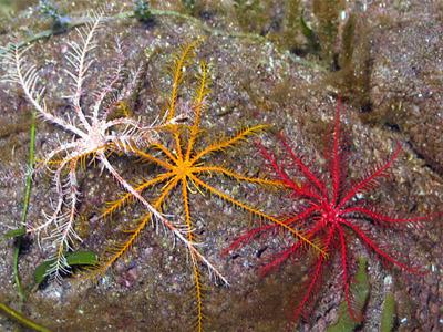 Holothuria forskali (Oloturoideo) derma duro di colore bruno-violetto o bruno-rosso, lato inferiore più chiaro; genere con