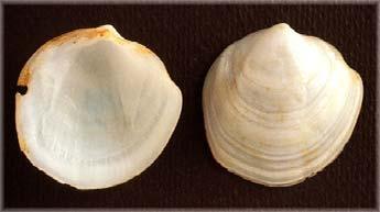 Sebbene i molluschi siano uno dei taxa più comuni