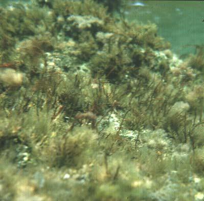 Specie caratteristica di ambienti lagunari, ove forma imponenti ammassi intricati di talli filamentosi e rigidi; si può anche rinvenire più raramente lungo la costa marina, ove vegeta nel piano