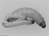 americano (Schistocerca americana), tarma della farina (Tenebrio molitor), larva gigante della