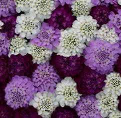 Flowering Mix» 22401 Miscuglio di colori. Si può seminare tutti i mesi.