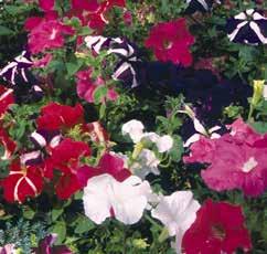 PETUNIA (annuale) Specie molto diffusa per la instancabile e ricca fioritura.