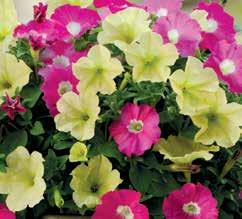 23129 23129 Petunia Hy F1 «Fortunia Rosy Wave» 1 bustina (seme per 10 piantine) 4,90 2334 2334 Petunia Hy