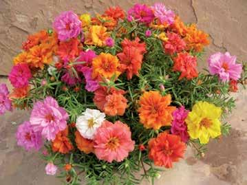 124 Sementi selezionate di fiori Le varietà contraddistinte da un riquadro colorato sono «speciali»