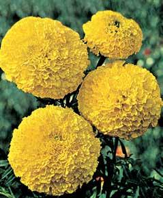 2430 2430 Tagete nano a grande fiore giallo 1 bustina 1,95 gr.