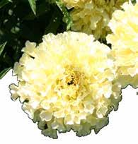 Fiori color bianco crema ideale per bordure (piante alte cm. 90).