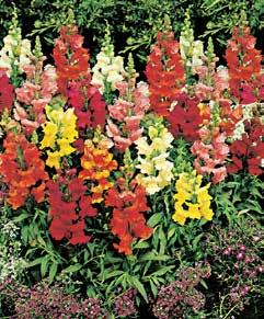 112 Sementi selezionate di fiori Le varietà contraddistinte da un riquadro colorato sono