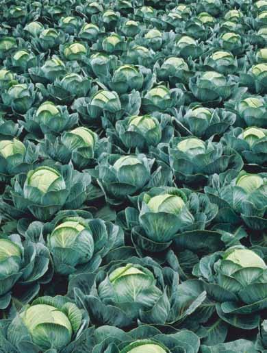 - Pianta di media vigoria, dal fogliame di colore verde-blu molto attraente, adatta per mercato fresco e lunga conservazione - Cappuccio dalla forma