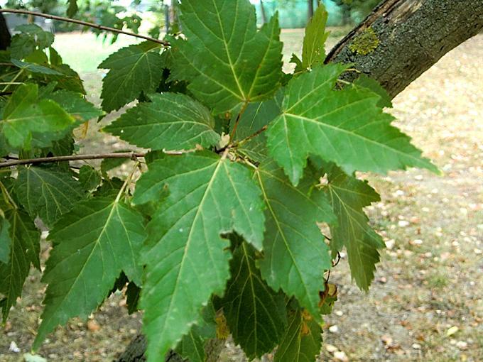 le foglie sono semplici, opposte, picciolate, palmate con base cordata, lunghe fino a 7-8 centimetri e larghe 3-4, di colore verde chiaro e di forma piuttosto variabile.