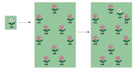 Microevoluzione: il flusso genico Si