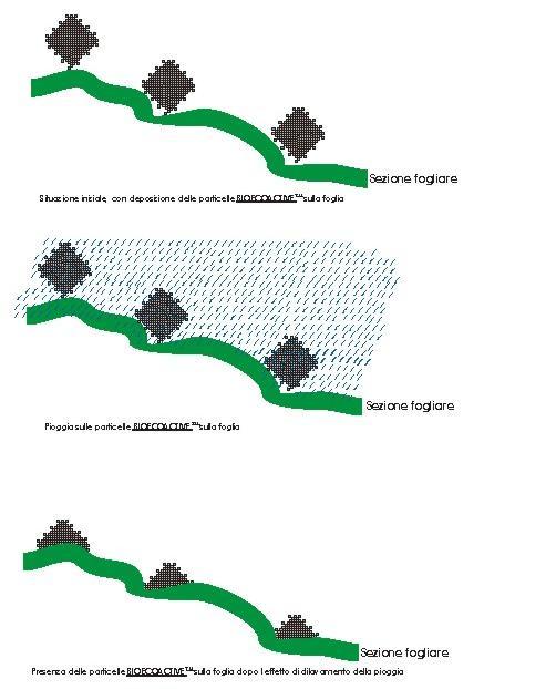 differenza dei comuni prodotti a base di rame solfato, che in assenza di aggrappanti vengono facilmente dilavati con una semplice pioggia o rugiada.