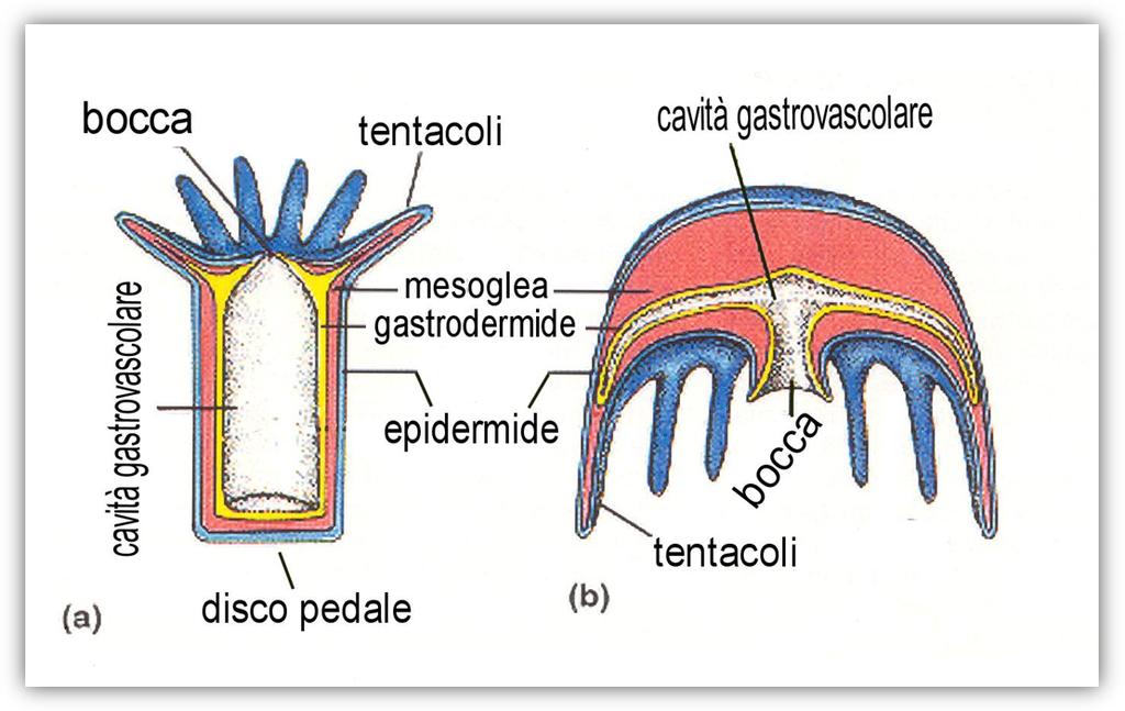 Phylum