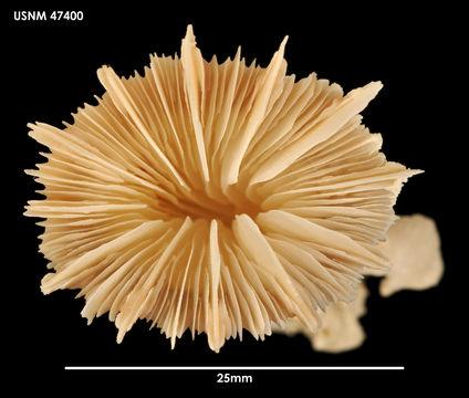 Ordine Scleractinia