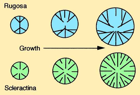 Ordine Scleractinia