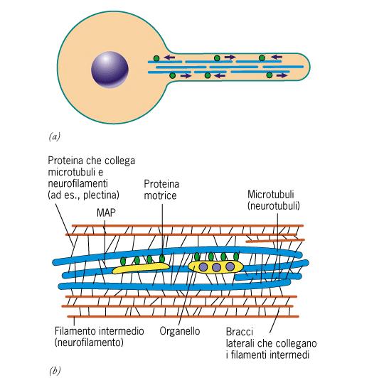 Difetti a carico dei filamenti intermedi si sospettano anche in alcune patologie Sclerosi Laterale Amiotrofica=aggregazione dei NF=blocco trasporto assonale=morte dei neuroni.