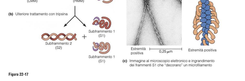 microfilamenti di actina