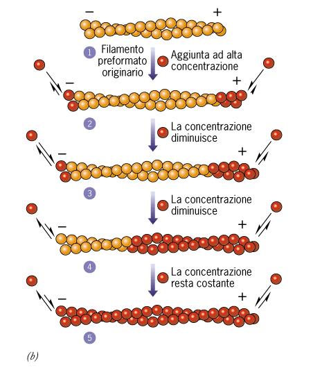 ASSEMBLAGGIO DEI MICROFILAMENTI DI ACTINA nucleazione (lenta) allungamento (veloce) Estremità appuntita Estremità sfrangiata La polarità fa sì che i monomeri di actina G siano aggiunti e sottratti