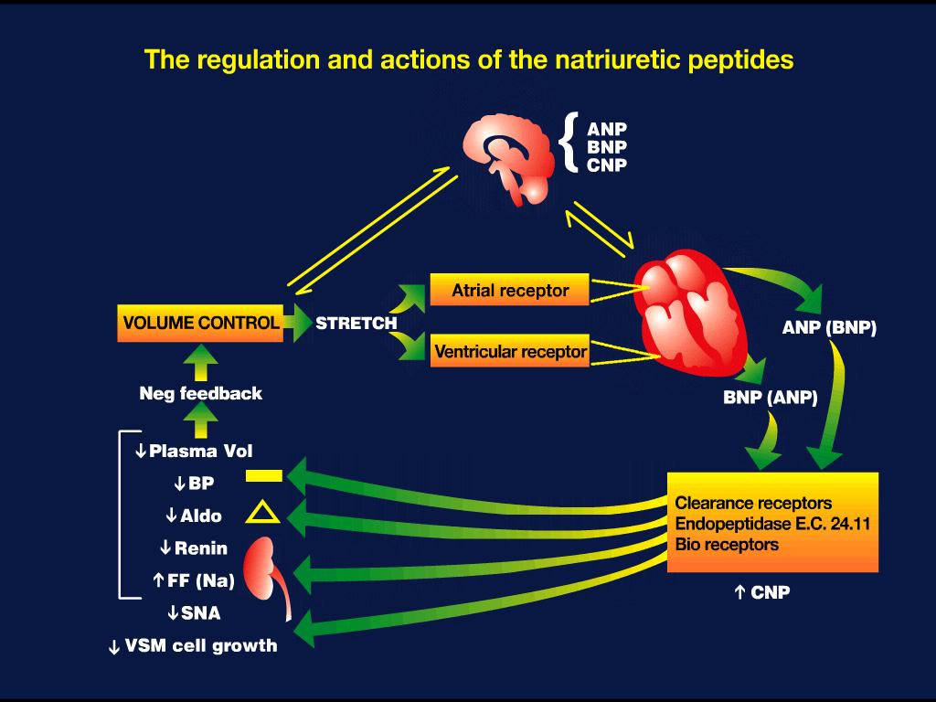 Modificato da Espiner EA J Intern Med 1994; 235:527-542 Stiramento dei cardiomiociti Ischemia ed ipossia tessutale