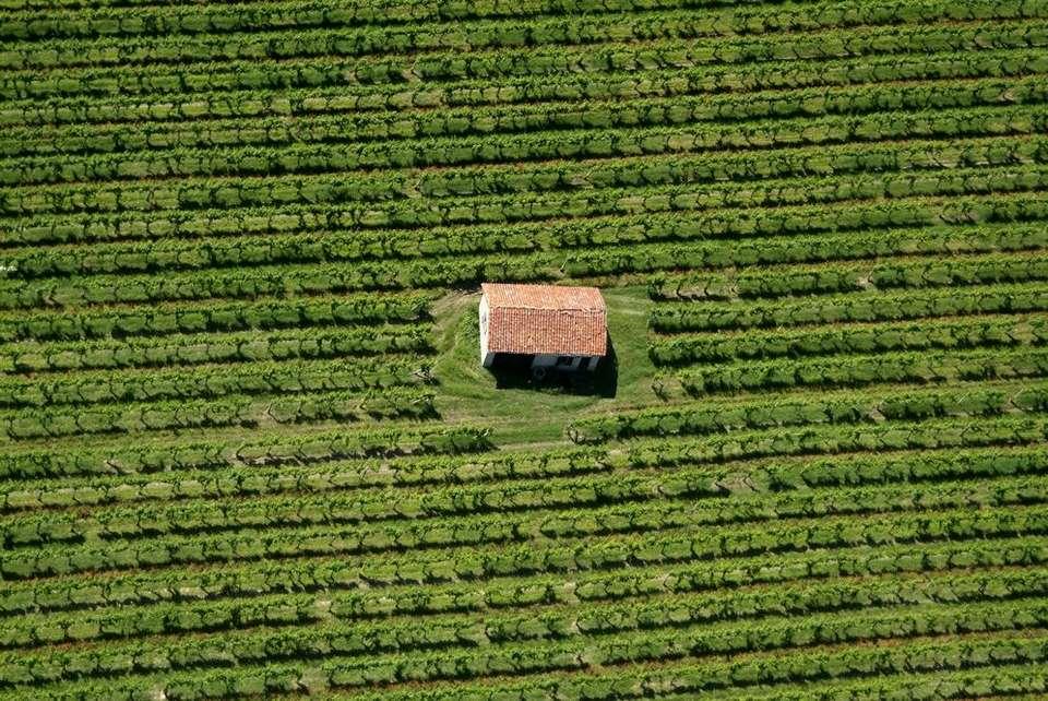 MOTIVAZIONI DEL RICONOSCIMENTO UNESCO L Eccezionale Valore Universale proposto per il sito di Langhe-Roero e Monferrato è rappresentato dalla radicata cultura del vino e dallo straordinario paesaggio