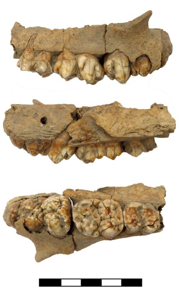 appartenenti allo stesso individuo dalla US 136. Fig. 4 - Grafico a torta con la distribuzione del NMI per classi di età del Sus domesticus. UNGULATA, SUIDAE Sus domesticus Il maiale (figg.