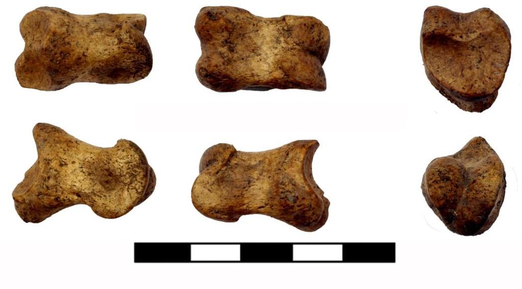 Daria Petruso - Giovanni Di Simone - Vincenza Forgia Tab. III - Elementi anatomici di Sus domesticus distribuiti nelle diverse UUSS distinti come NRDt e NMI. Fig.