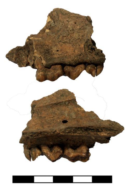 Fig. 7 - Astragalo destro di Sus domesticus in visione dorsale, plantare, laterale, mediale e