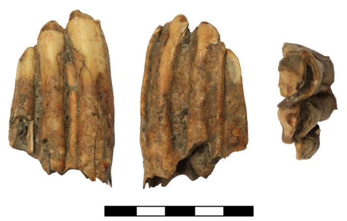 La fauna a mammiferi dell abitato preistorico sull acropoli di Catania Tab. V - Elementi anatomici di Bos taurus distribuiti nelle diverse UUSS distinti come NRd e NMI. Fig.