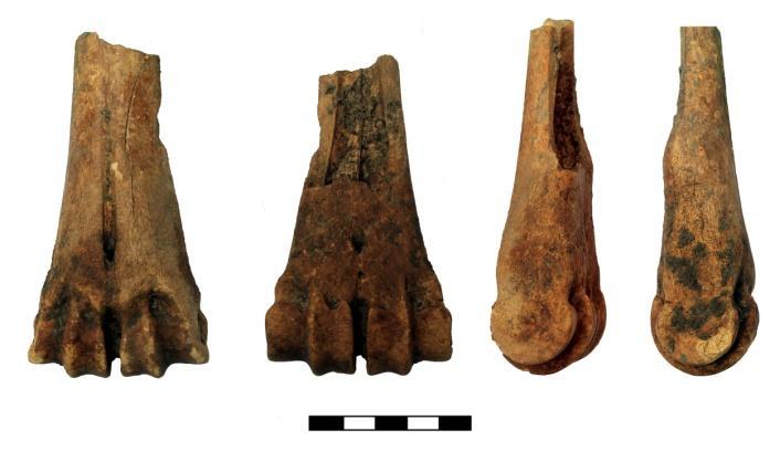 Da notare le tracce di morsicature sugli epicondili. Fig.