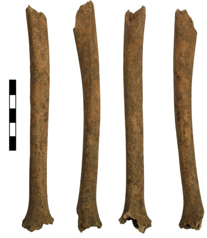 L elemento scheletrico che presenta il valore più basso è il cinto pelvico, con un valore pari a 0,5, probabilmente dovuto alla particolare anatomia dell osso, il quale va incontro a frammentazione