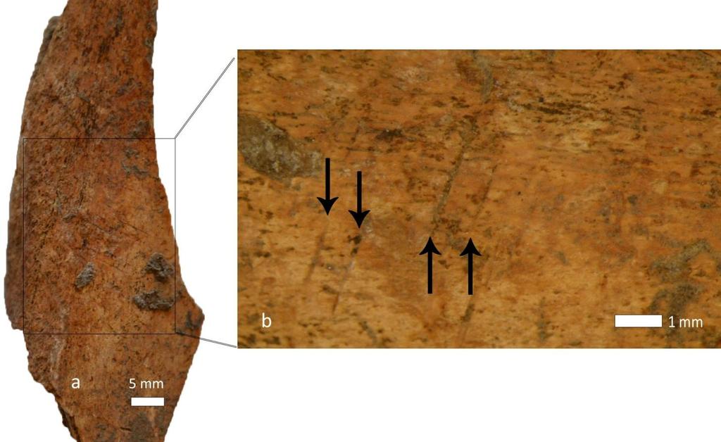 La fauna a mammiferi dell abitato preistorico sull acropoli di Catania Fig.