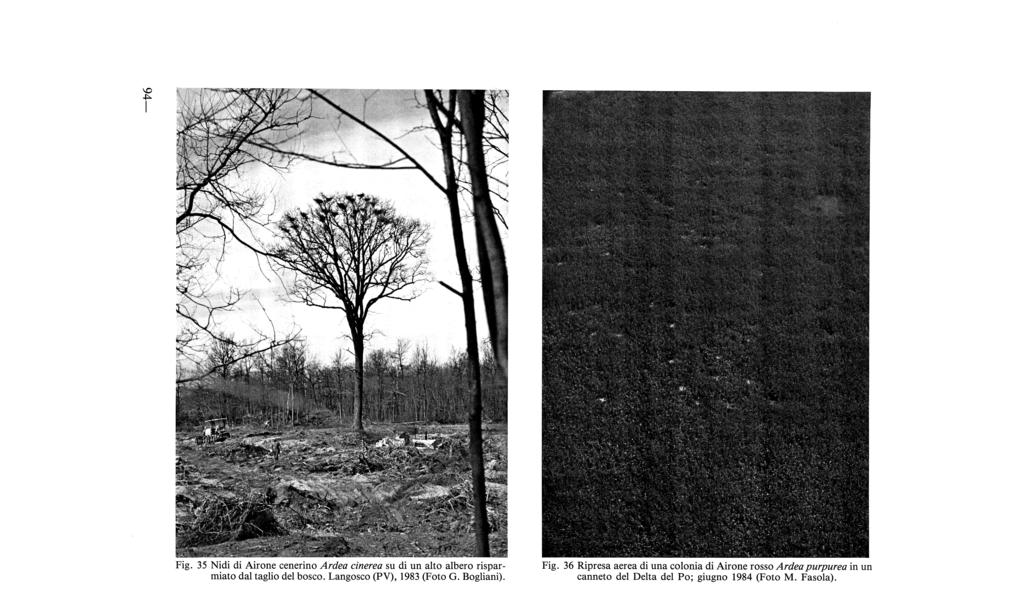 'f l Fig. 35 Nidi di Airone cenerino Ardea cinerea su di un alto albero risparmiato dal taglio del bosco. Langosco (PV), 1983 (Foto G.