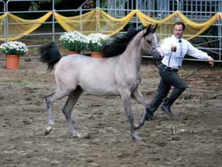 ROZKA ROSE 2 Cl. Yearling Fillies (WH Justice x Mareva) del sig. Leonardo De Filippo mentre al terzo posto chiude *KJ Galia (Kir Galaa x Giamila by Kapron) del sig. Roberto Bolzieri.