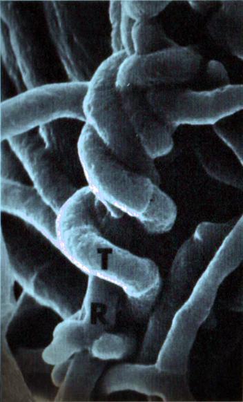 altri microbi Antibiosi nei confronti di funghi e batteri Capace di