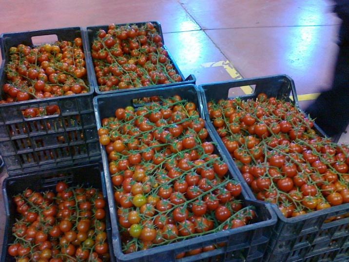 Prove nelle serre sperimentali del CNR Produzione media di pomodoro per filare 80 60 40 20 0