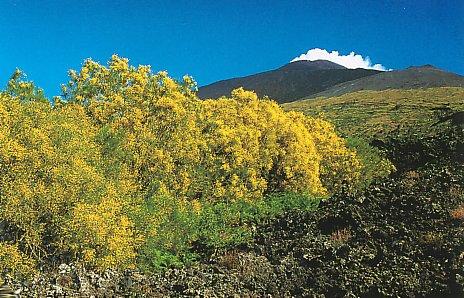 Salendo il versante est dell Etna(per arrivare hai monti Sartorius) si può notare come la vegetazione cambi,infatti si passa rapidamente da una rigogliosa macchia mediterranea, ad un bosco di tipo