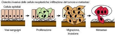 L evento iniziale è spesso dovuto ad una alterazione genetica causata da un cosiddetto iniziatore