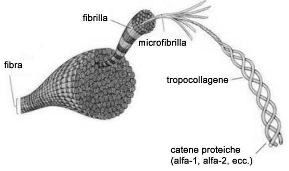 Fibre, fibrille,