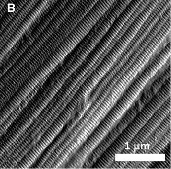 Immagine al microscopio a forza atomica