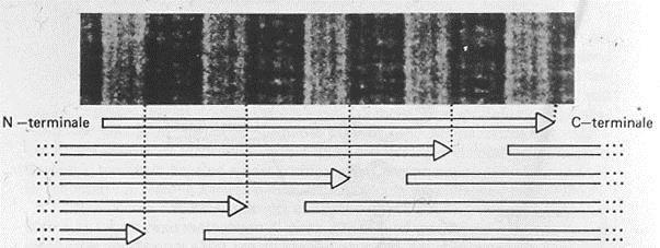 -Le unità di tropocollagene adiacenti sono sfasate di 67 nm (circa ¼ della loro lunghezza, 280 nm).