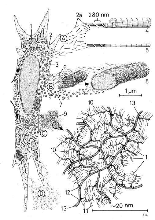 FIBROBLASTO Sintesi di fibre