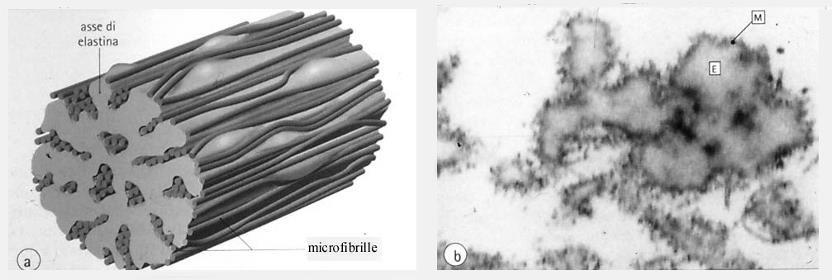 Le fibre elastiche